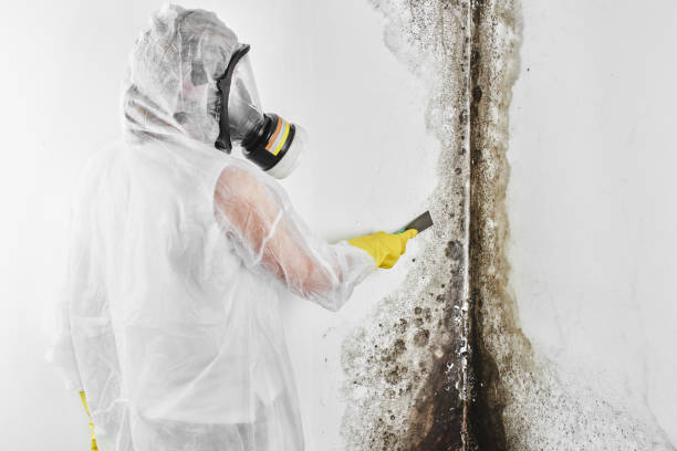 Best Mold Testing  in Morrilton, AR