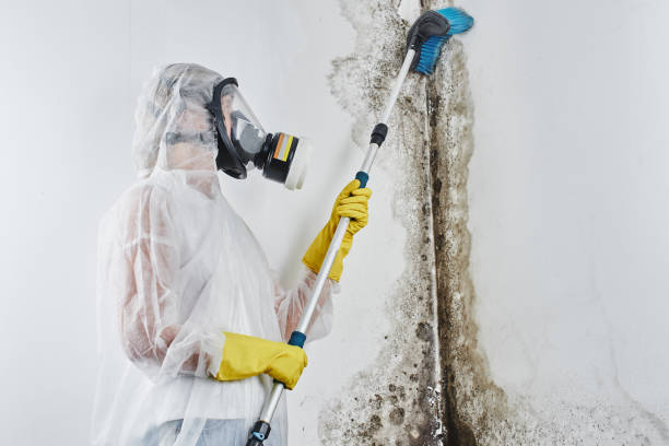 Best Water Damage Restoration  in Morrilton, AR