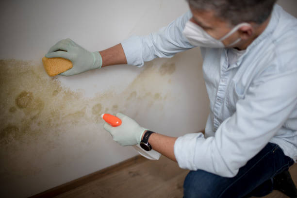 Trusted Morrilton, AR Mold Removal Experts