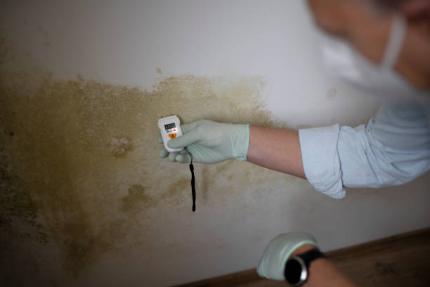 Best Toxic Mold Removal  in Morrilton, AR