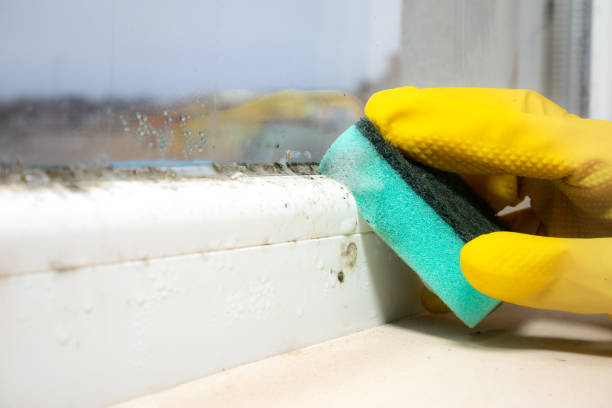 Best Mold Remediation  in Morrilton, AR