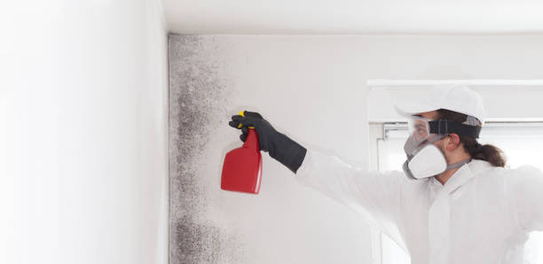 Best Mold Removal Company Near Me  in Morrilton, AR