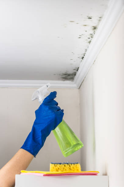 Best Affordable Mold Removal  in Morrilton, AR
